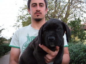 cane_corso1