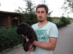 cane_corso2