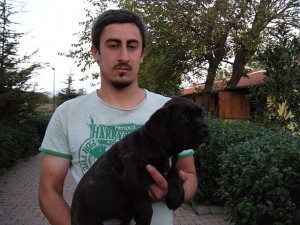 cane_corso3