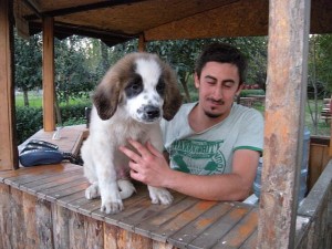 Saint Bernard1