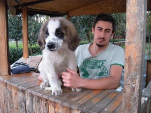 Saint Bernard2