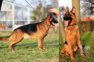 Alman Çoban Köpeği