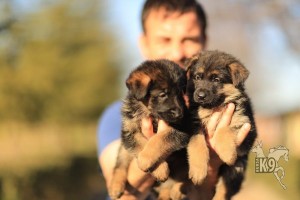 Alman Çoban Köpeği