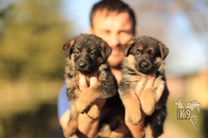 Alman Çoban Köpeği