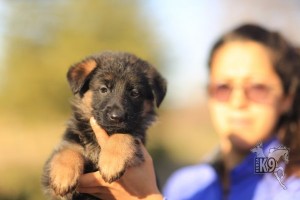 Alman Çoban Köpeği