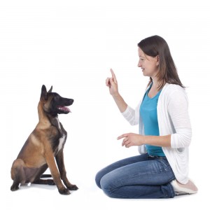dog-training-using-the-13-ds
