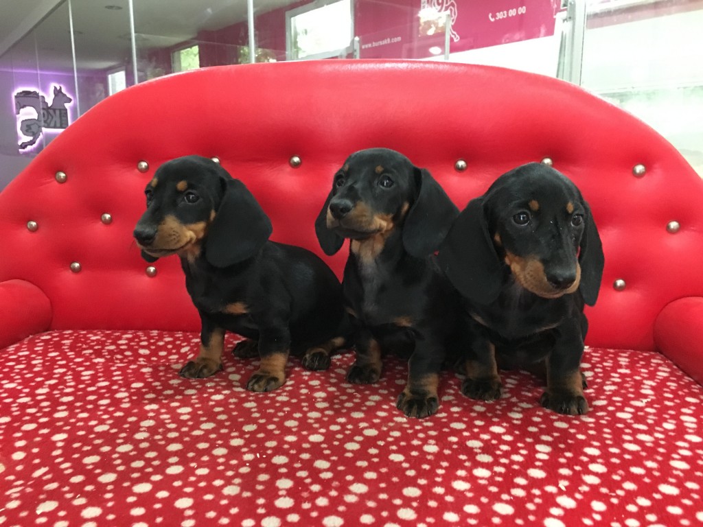 Satılık Dachshund Sosis Köpek Yavruları Satılık Yavru Köpek İlanları