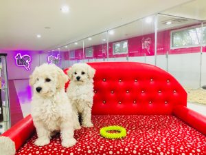 toy poodle 