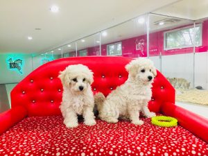 toy poodle