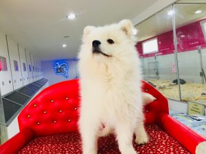 samoyed yavru