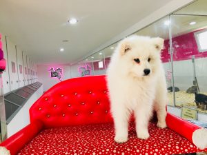 samoyed yavru