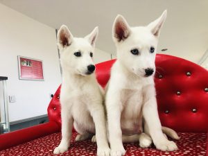 Husky Sibirya Kurdu