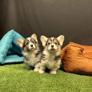 Pembroke Welsh Corgi Yavru
