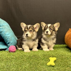 Pembroke Welsh Corgi Yavru