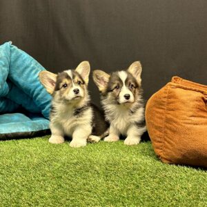 Pembroke Welsh Corgi Yavru