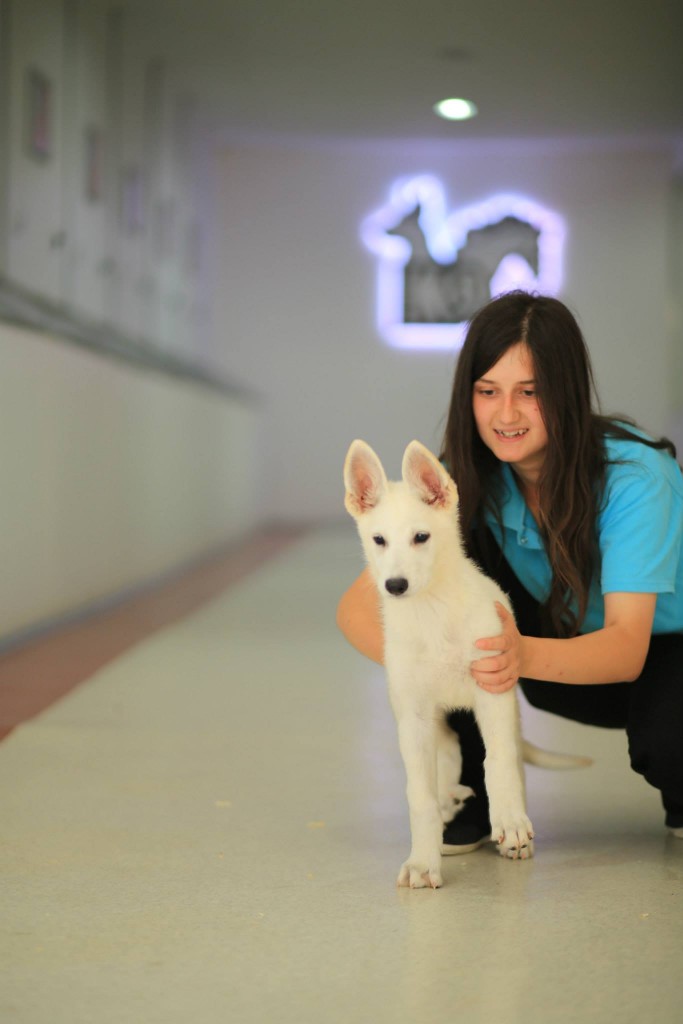 Beyaz Alman Kurdu Yavruları Satılık Yavru Köpek İlanları