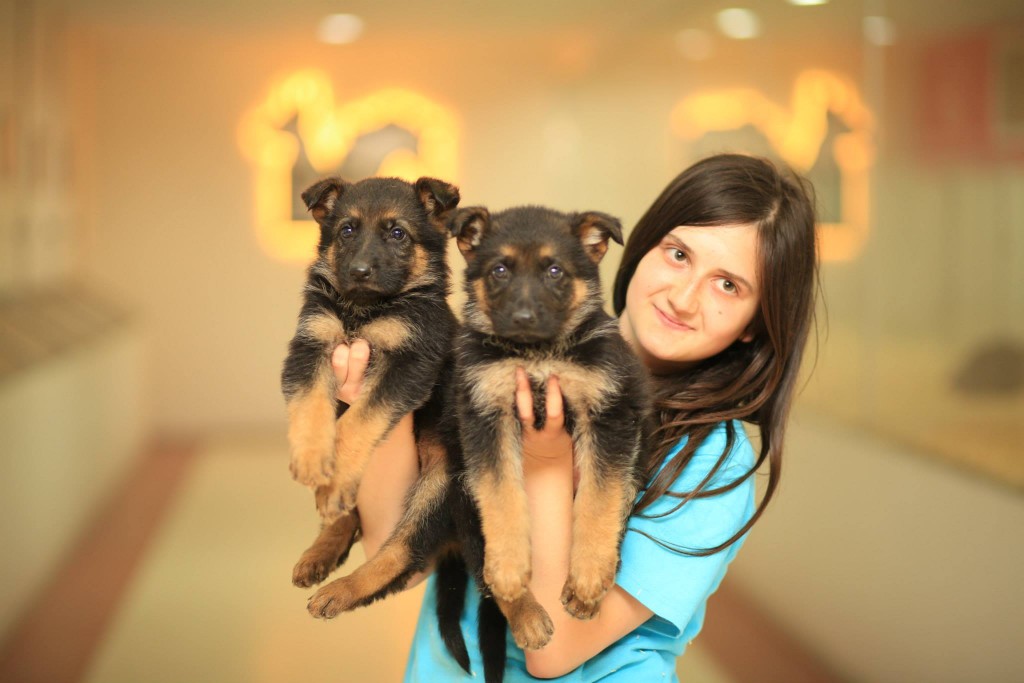 satılık süs köpekleri