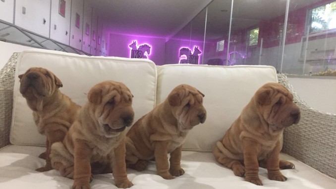 shar pei ilanlari