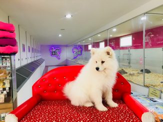 samoyed yavru