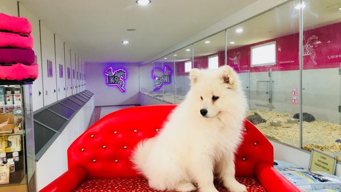 samoyed yavru