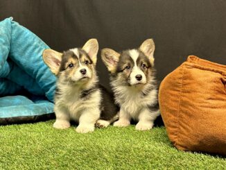 Pembroke Welsh Corgi Yavru