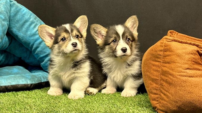Pembroke Welsh Corgi Pembroke Welsh Corgi Yavru